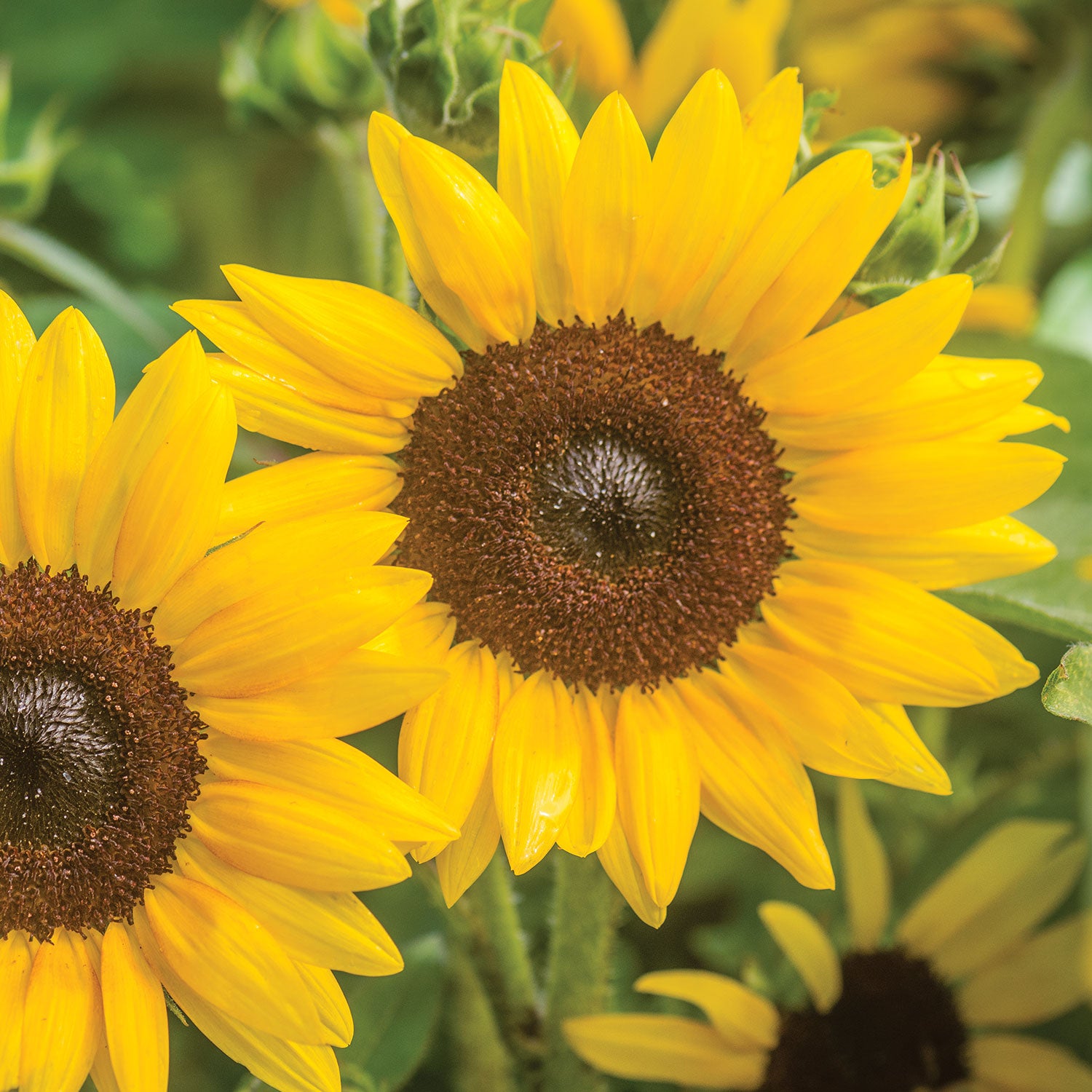 Sunray Yellow Sunflower