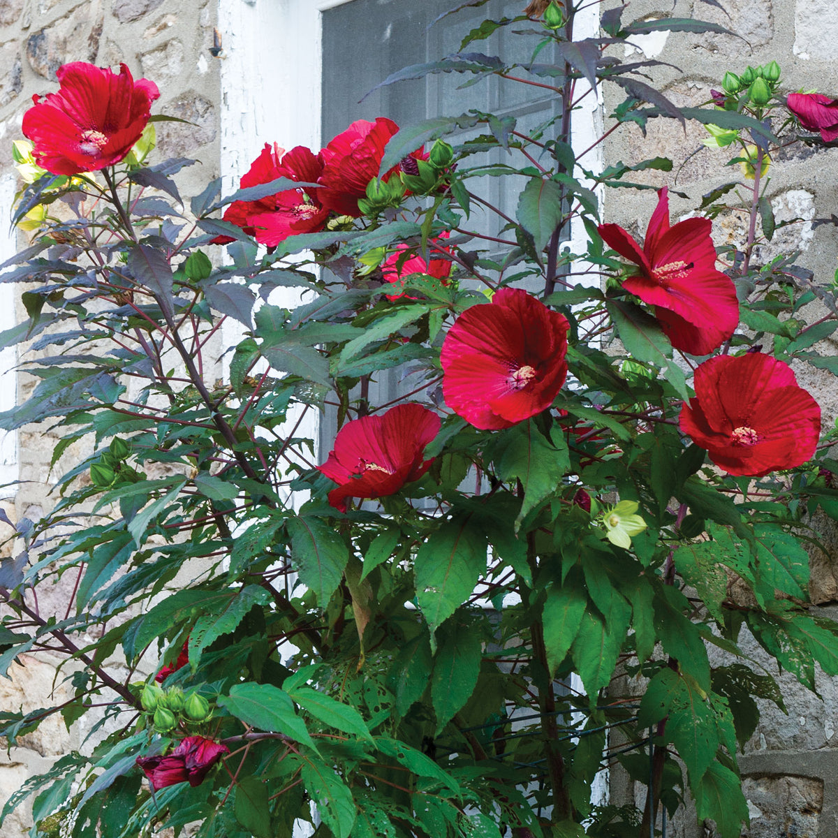 Midnight Marvel Hibiscus
