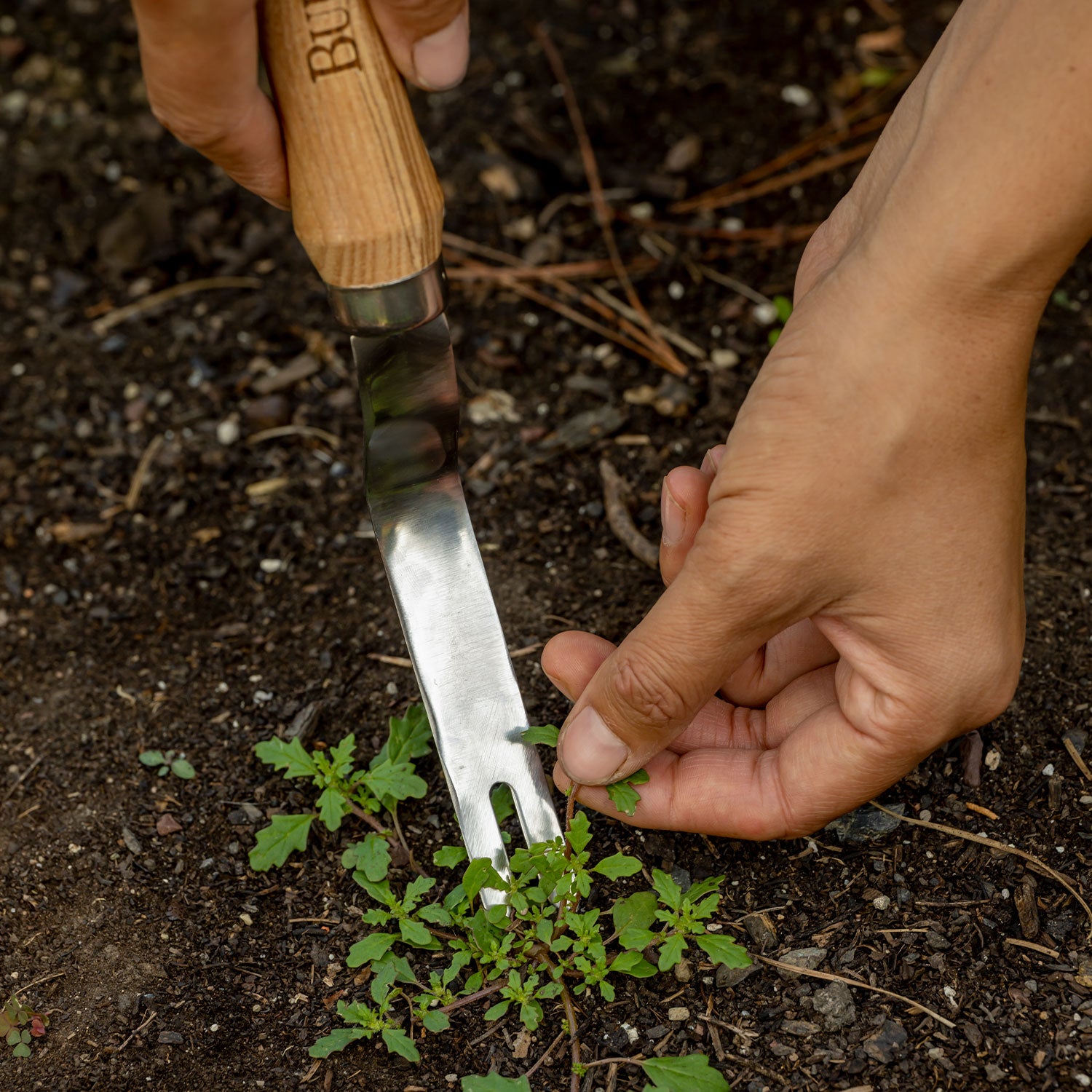 Burpee Stainless Steel Weeder