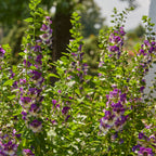 Archangel Blue Bicolor Angelonia