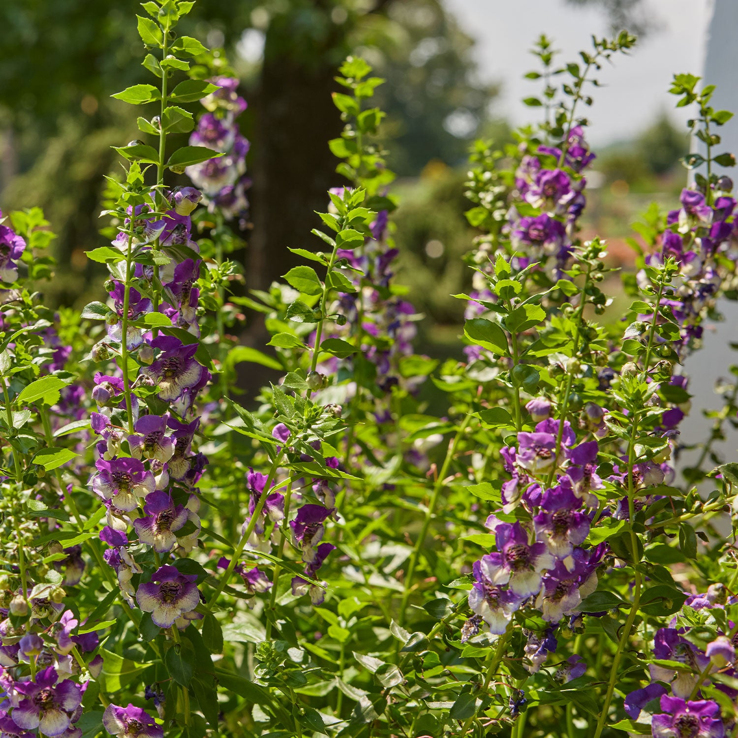 Archangel Blue Bicolor Angelonia