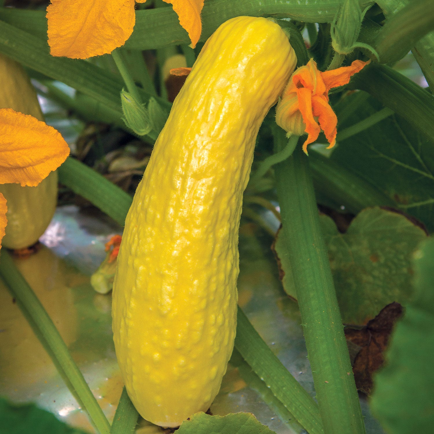 Early Prolific Straightneck Summer Squash