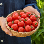 Burpee Garden Sown™ Early Bird Tomato