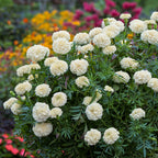 Star-Spangled Marigold