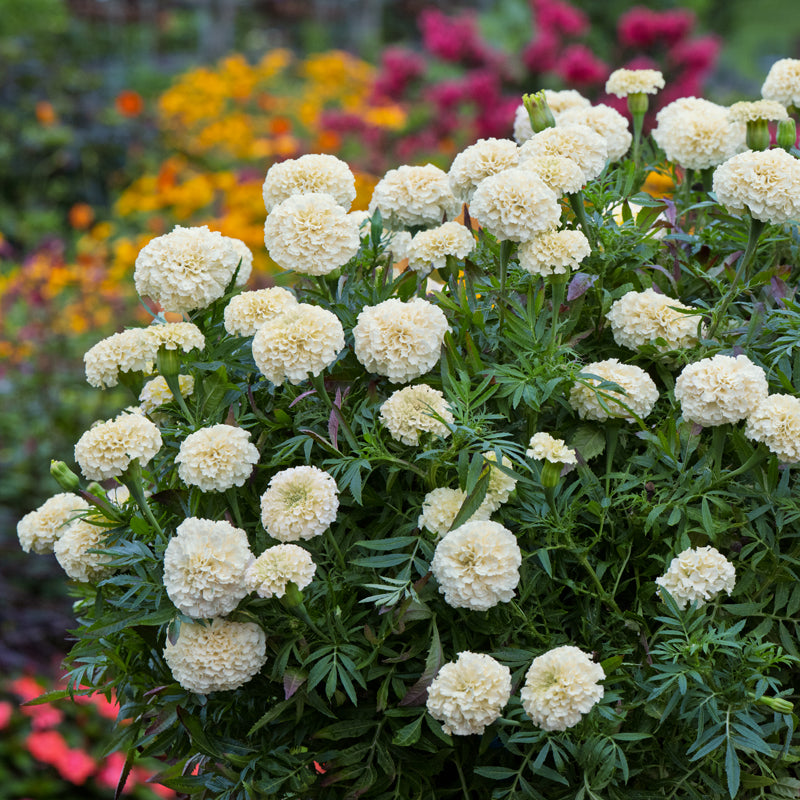 Star-Spangled Marigold