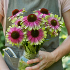 Sweet Sandia Echinacea