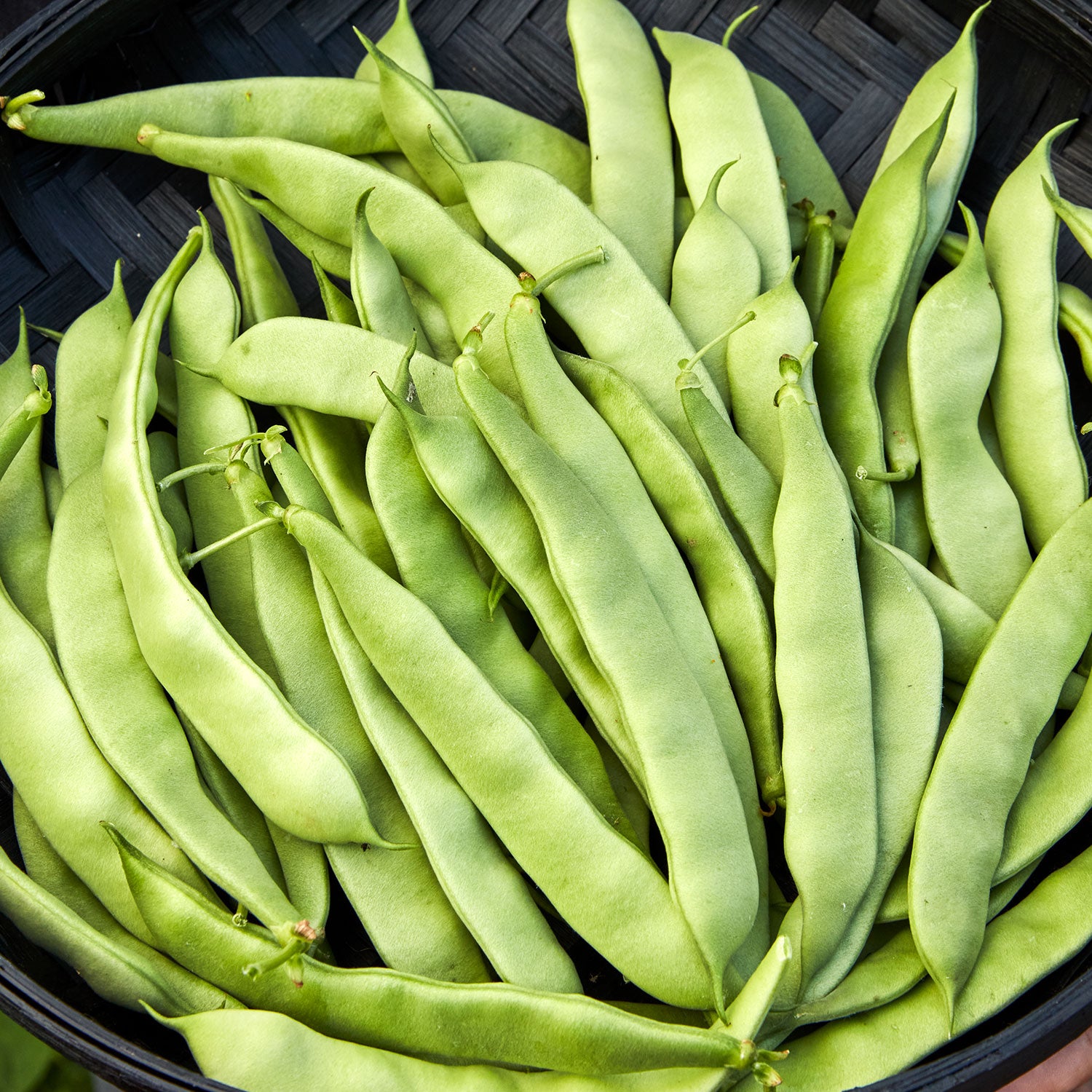 Early Bush Italian Bean