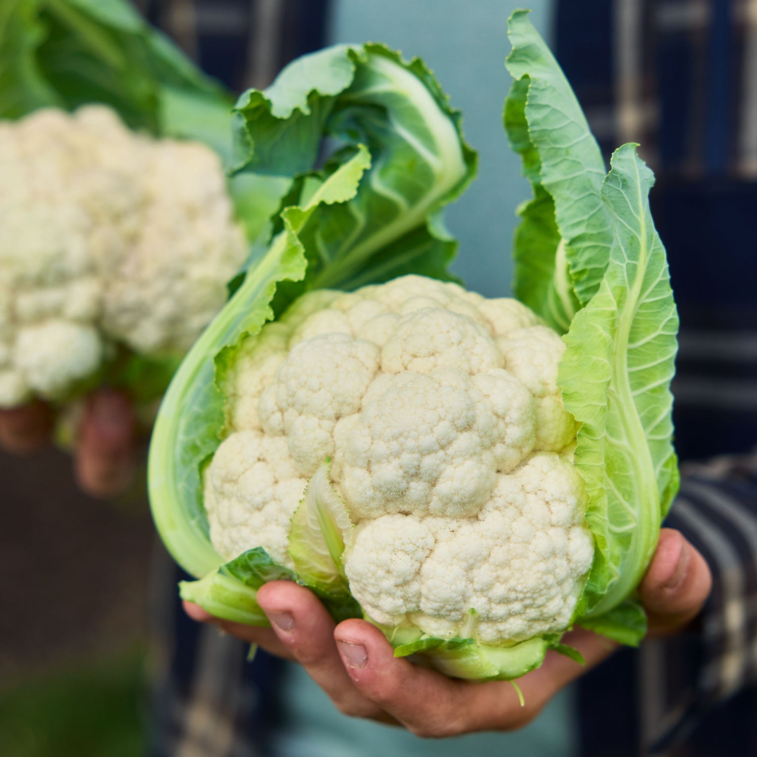 Twister Cauliflower