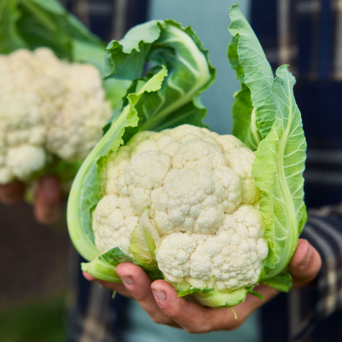 Twister Cauliflower