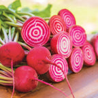 Chioggia Beet