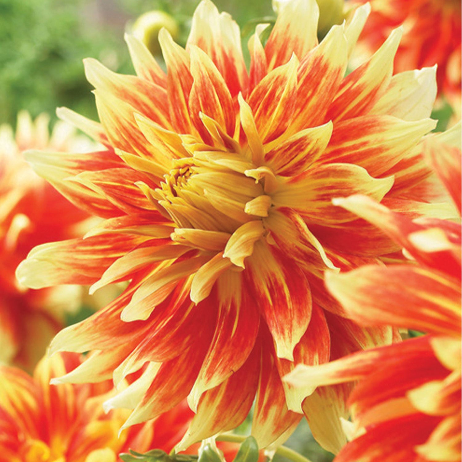 Bodacious Dahlia Tuber