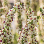 Snowy Spires Verbascum