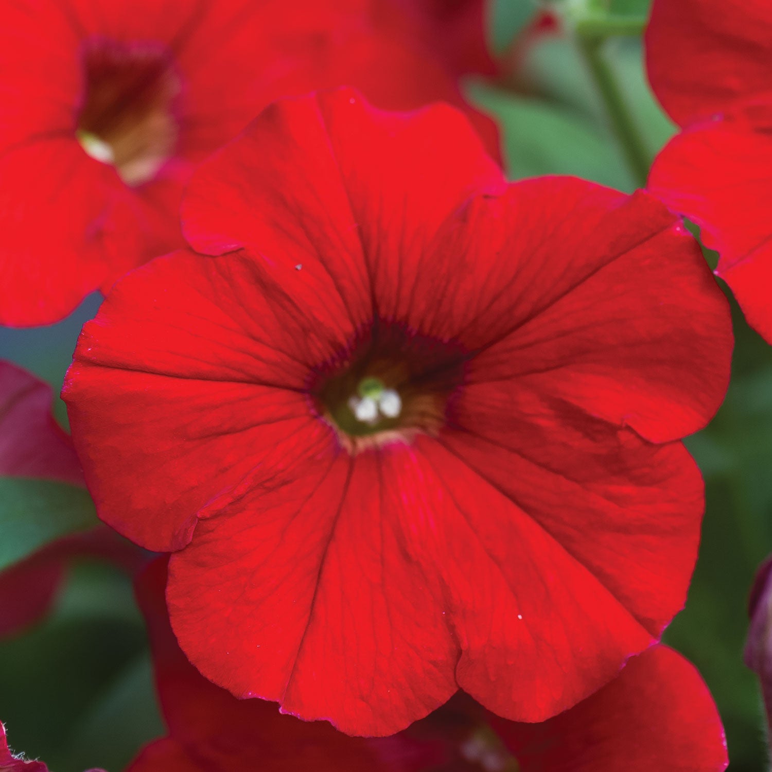 Petunia Easy Wave Red