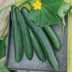 Summer Dance Cucumber
