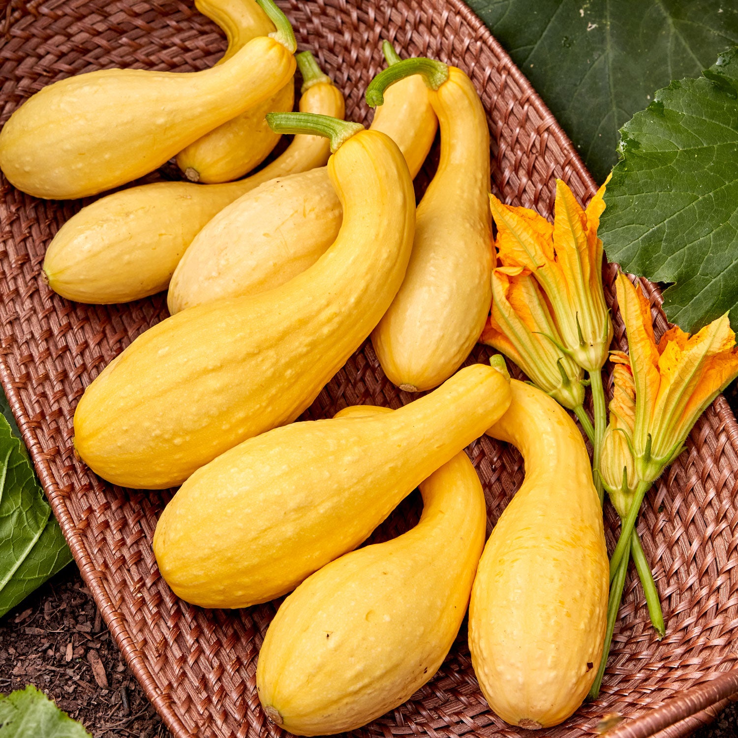 Pic-N-Pic Summer Squash