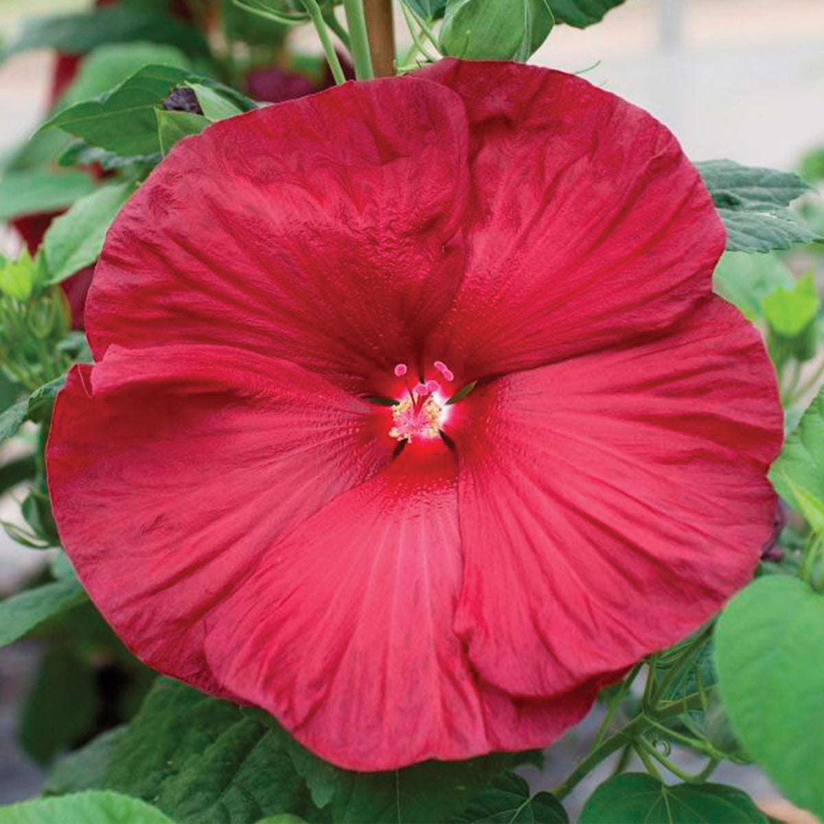 Honeymoon Red F1 Hibiscus
