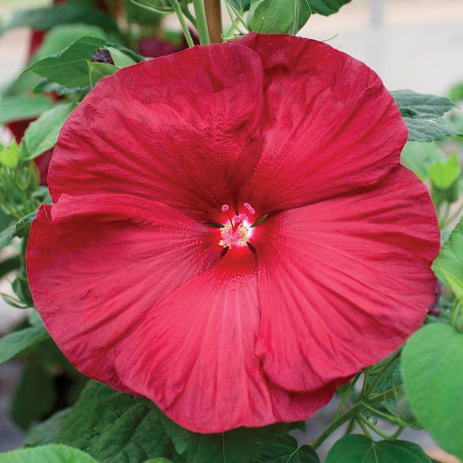Honeymoon Red F1 Hibiscus