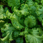 Southern Giant Curled Mustard
