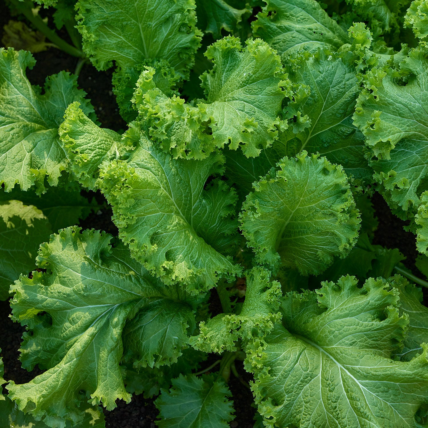 Southern Giant Curled Mustard