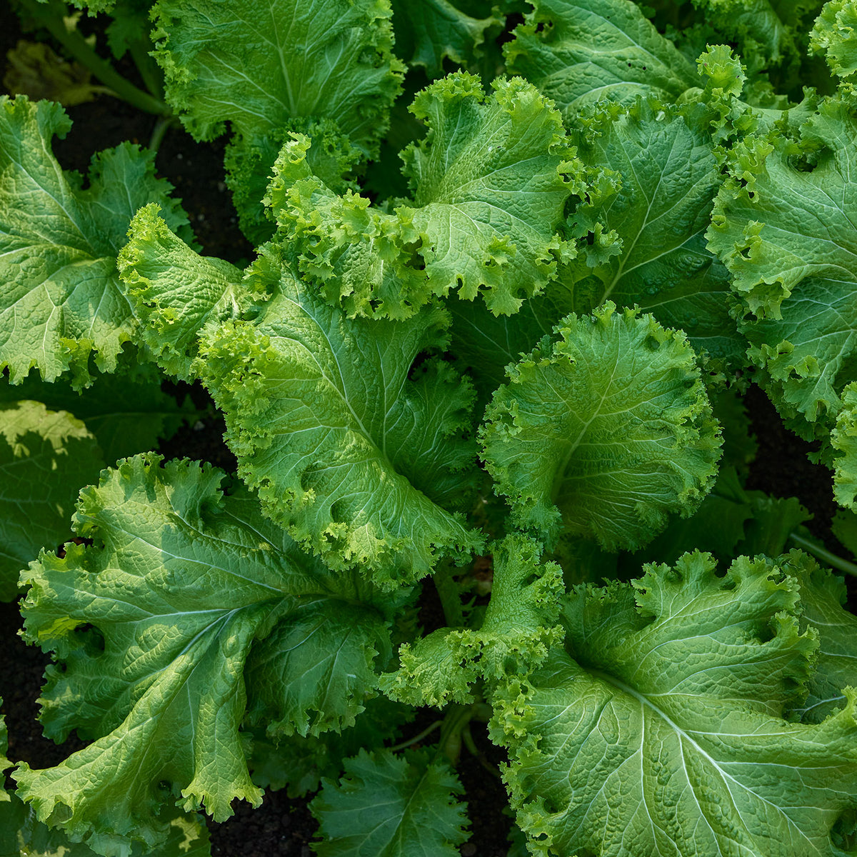 Southern Giant Curled Mustard