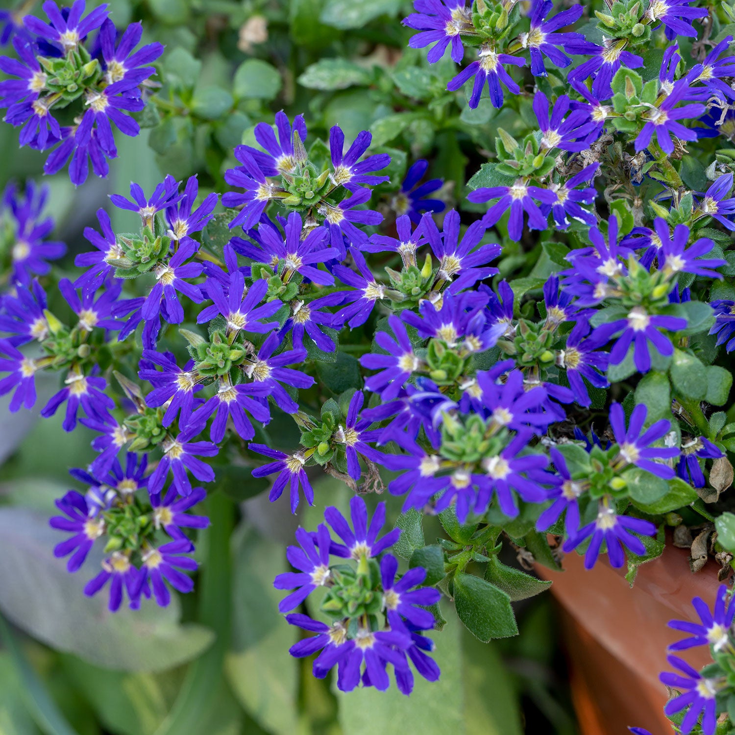 Surdiva Blue Violet Scaevola