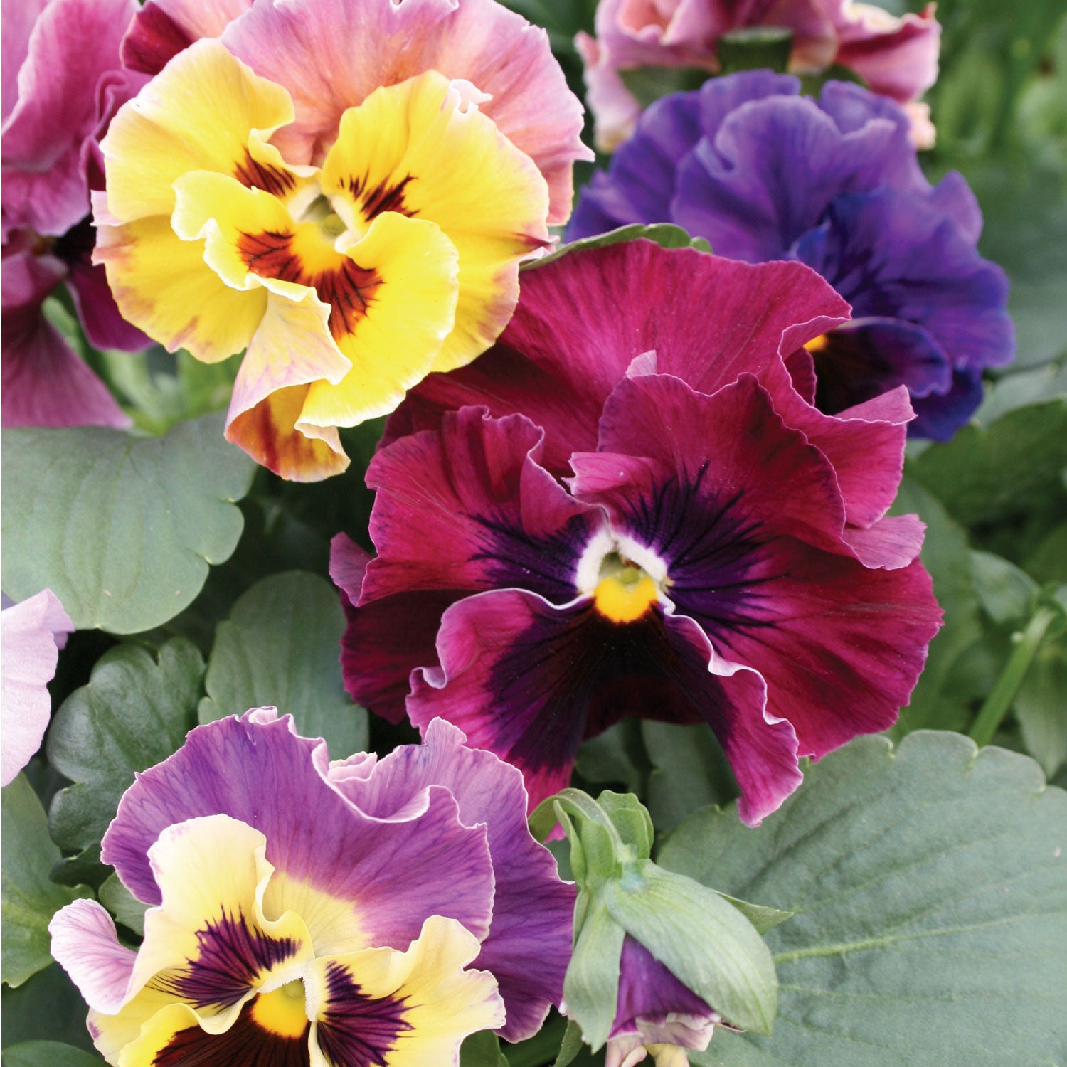 Moulin Rouge Pansy