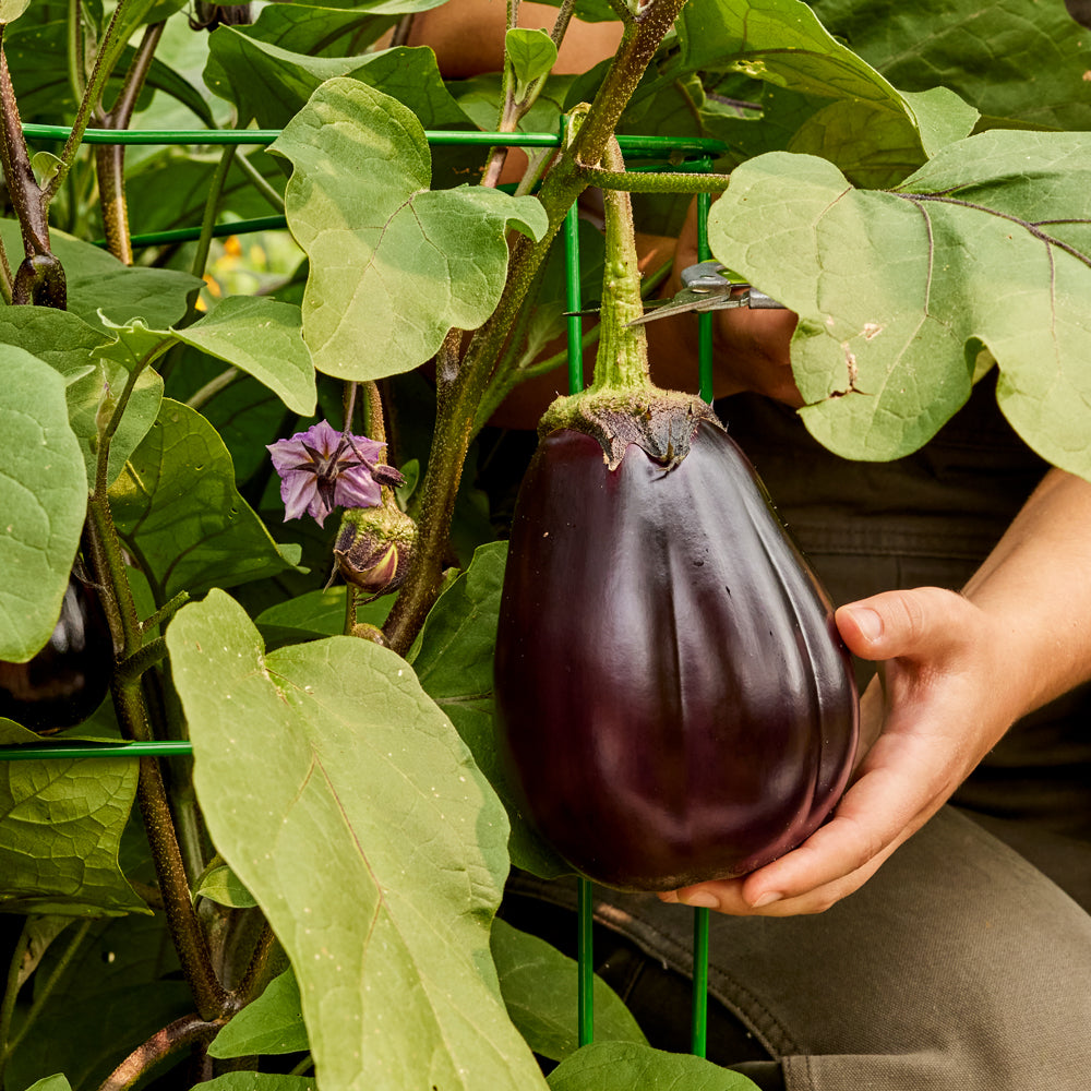 Bonanza Eggplant