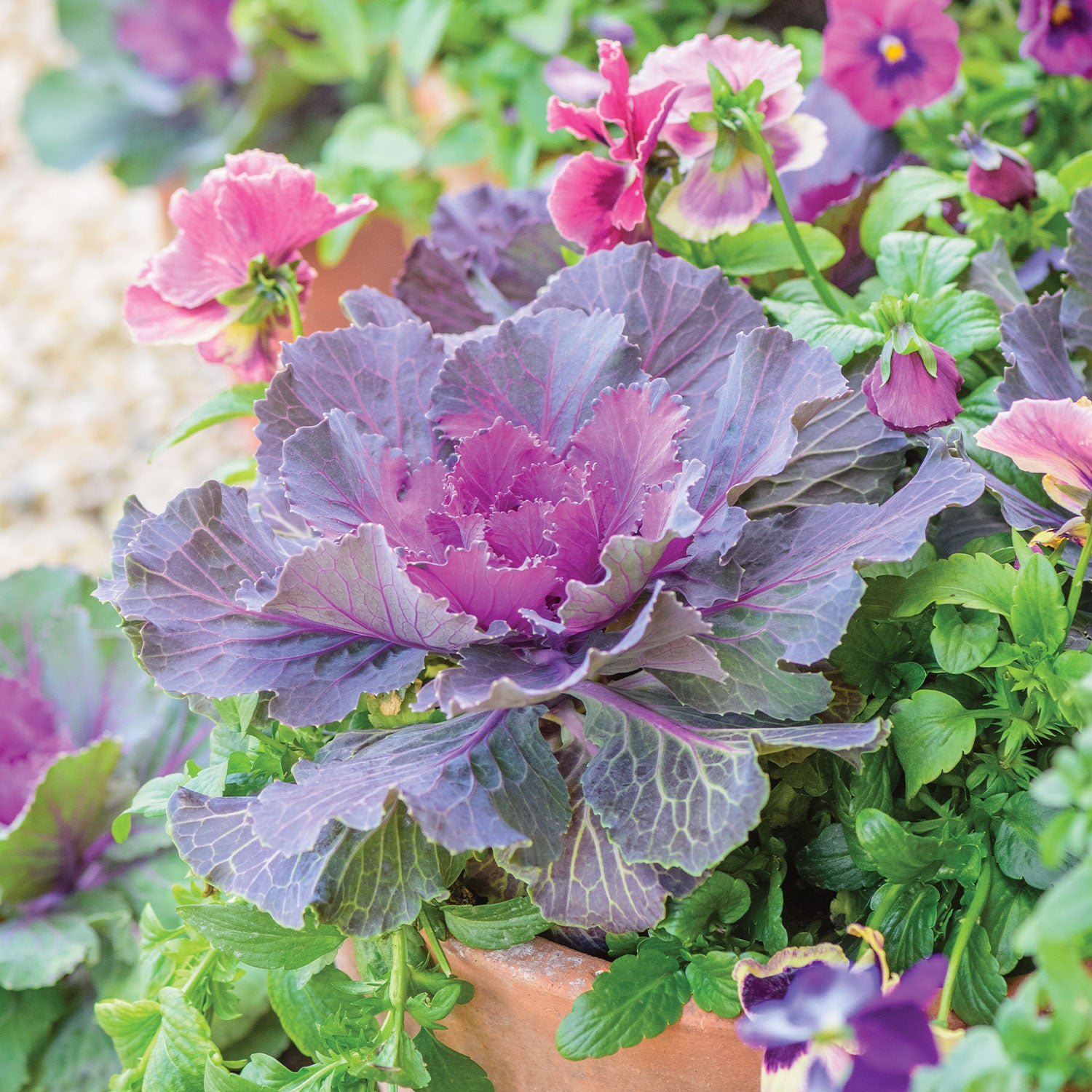 Song Bird Red Ornamental Kale