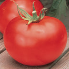 Better Boy Tomato