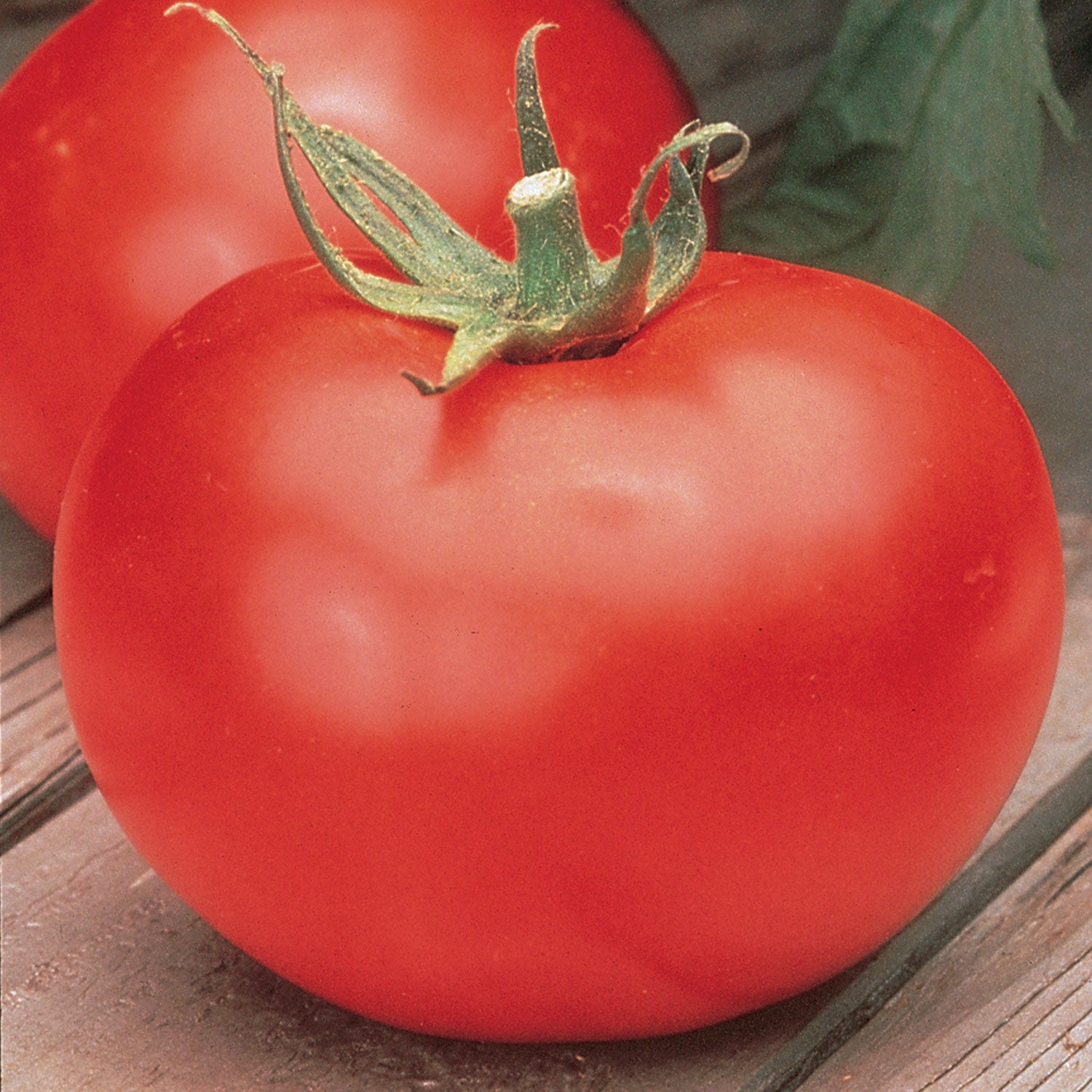Better Boy Tomato