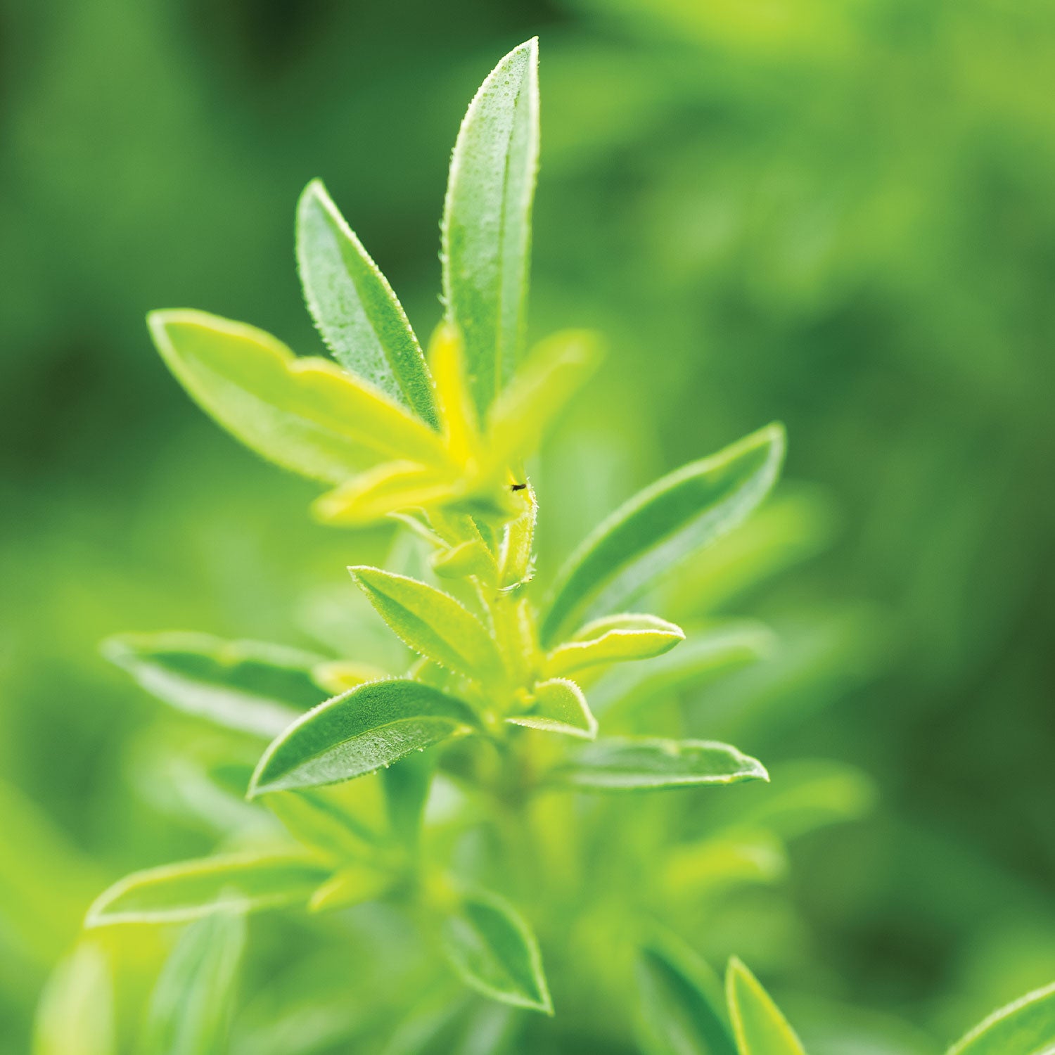 Winter Savory