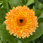 Pacific Apricot Beauty Calendula