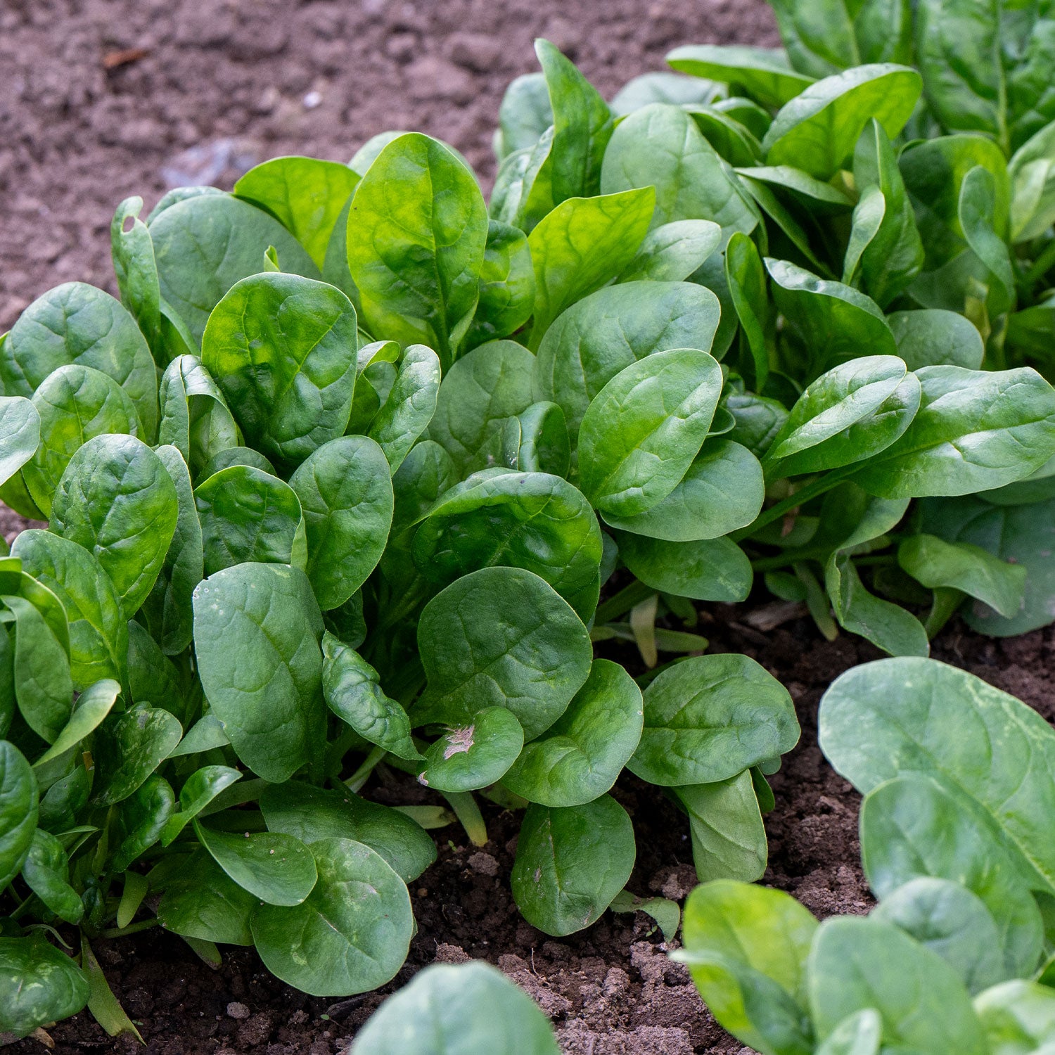 Babys Leaf Spinach