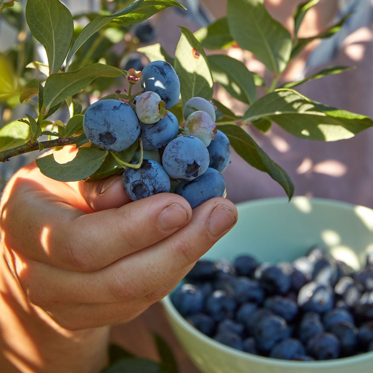 Razz Blueberry