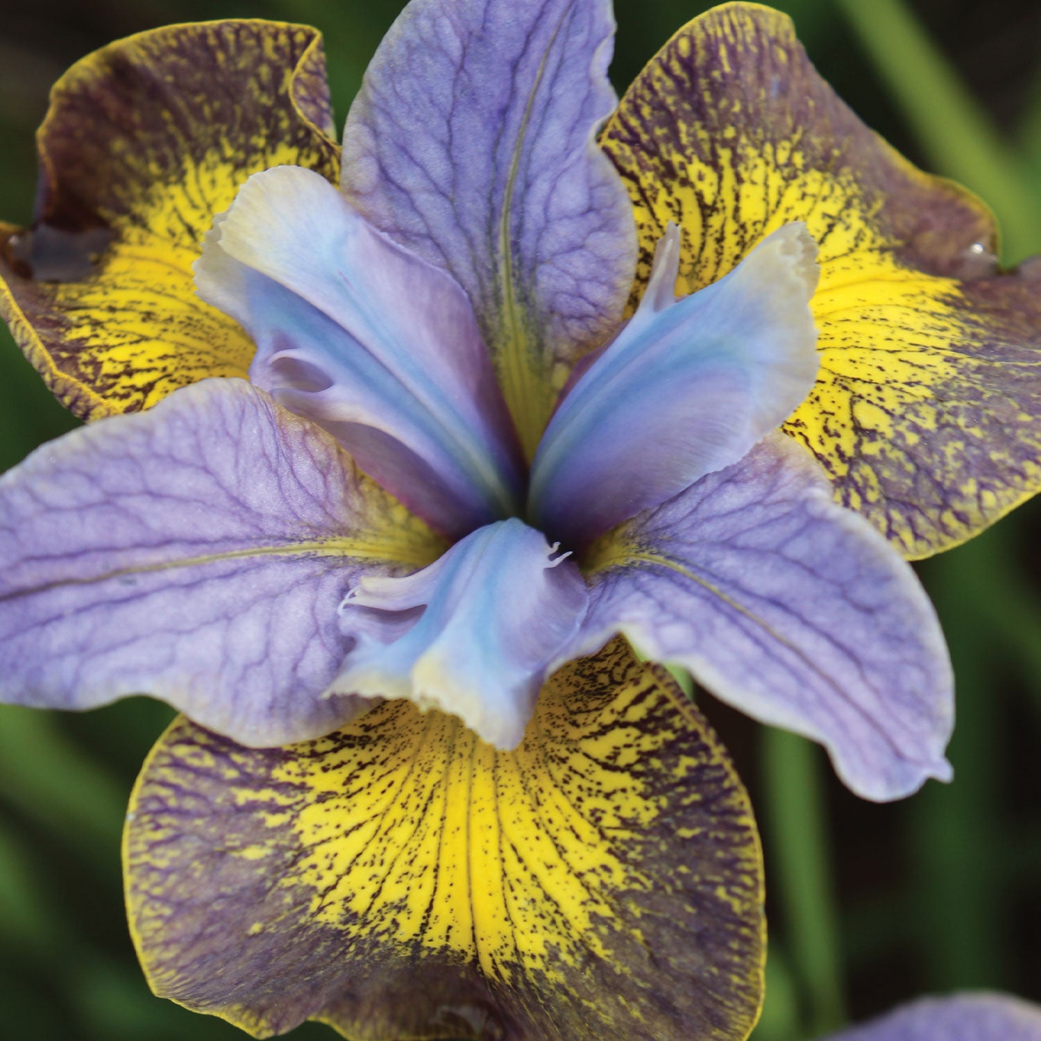 Peacock Butterfly Uncorked Iris Bare Roots