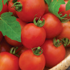 Mountain Magic Tomato