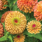 Queeny Lime Orange Zinnia