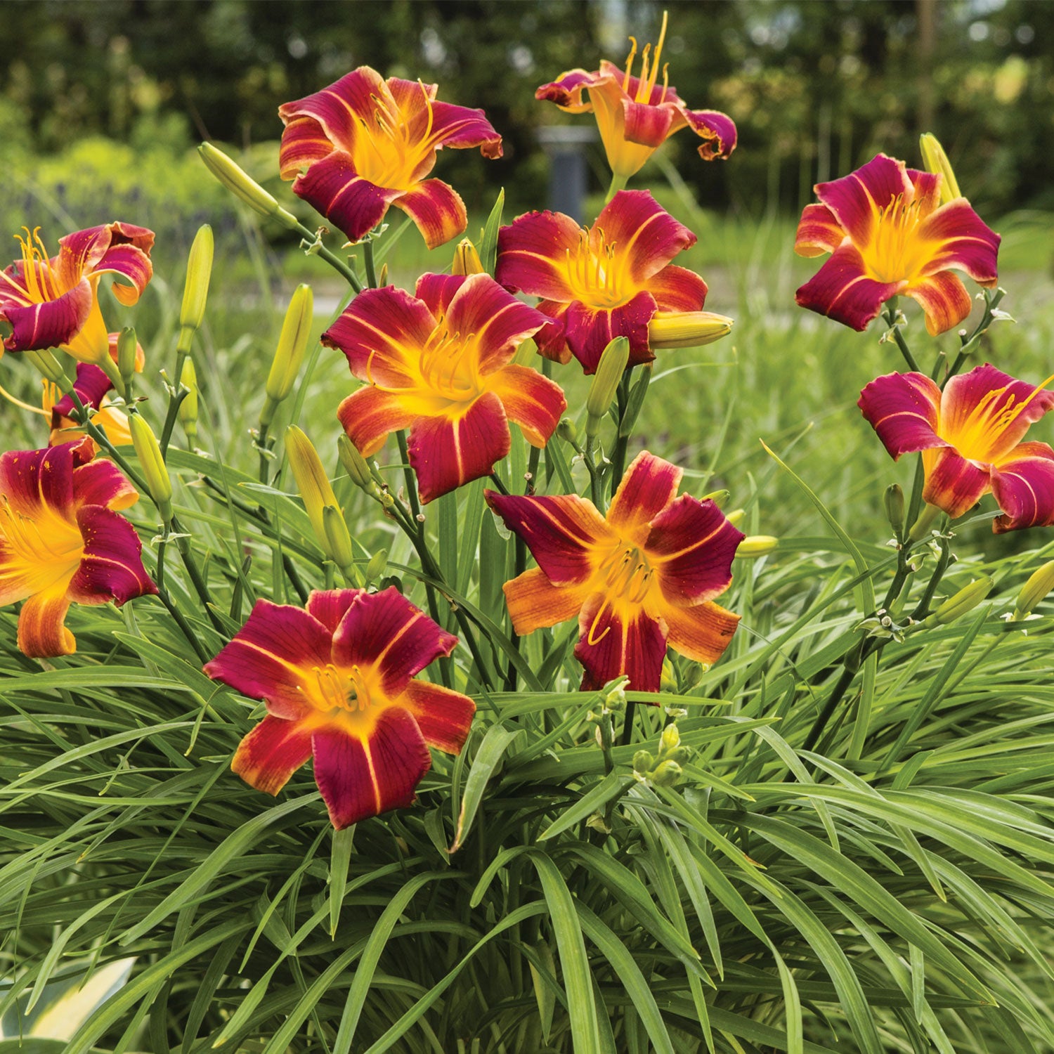 EveryDaylily Red Ribs Daylily Bare Roots