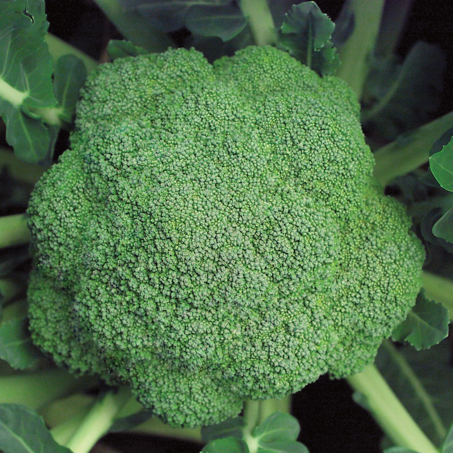 Marathon Broccoli