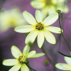 Moonbeam Coreopsis