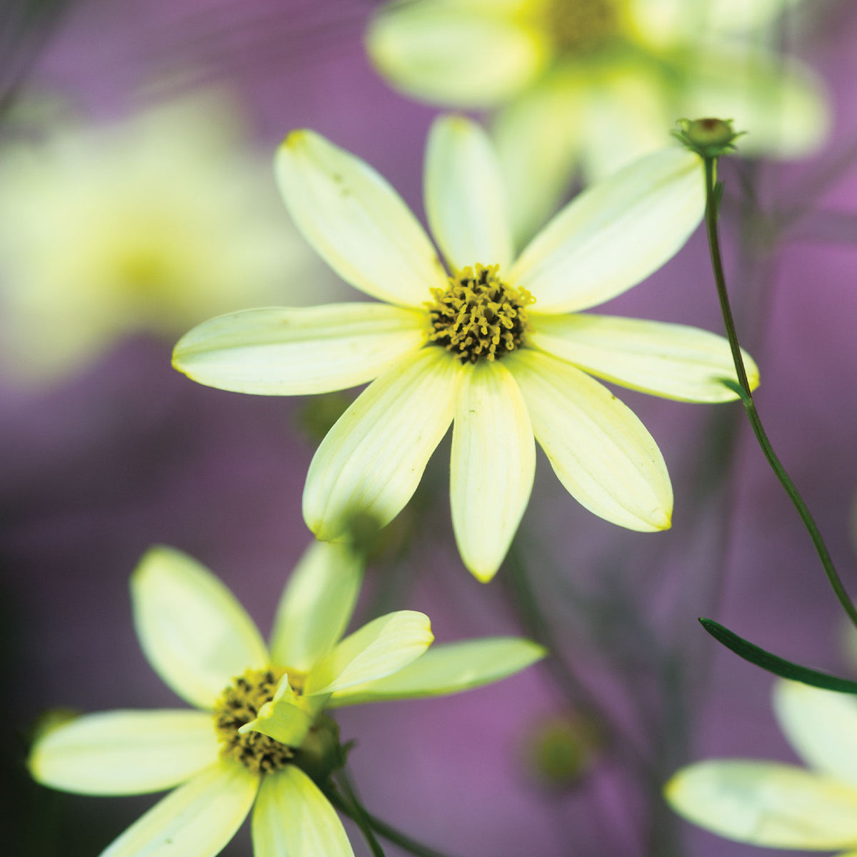 Moonbeam Coreopsis
