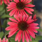 Solar Flare Echinacea