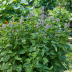 Anise Hyssop Herb