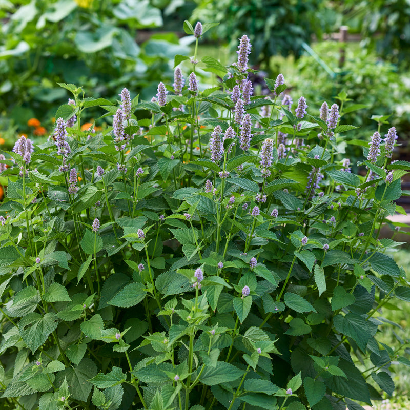 Anise Hyssop Herb