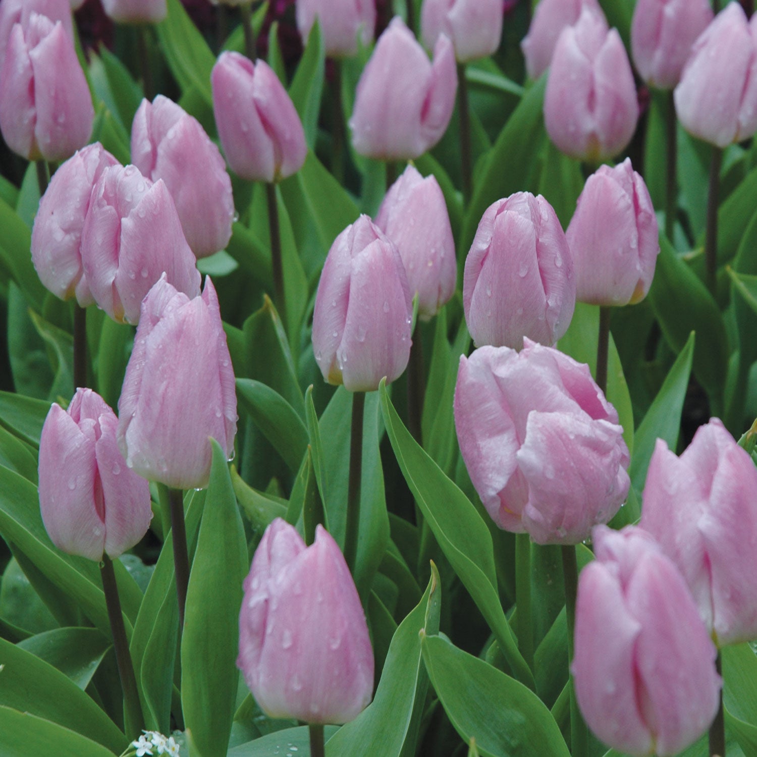 Candy Prince Tulip Bulbs