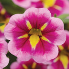 Can-Can® Bumblebee Pink Calibrachoa