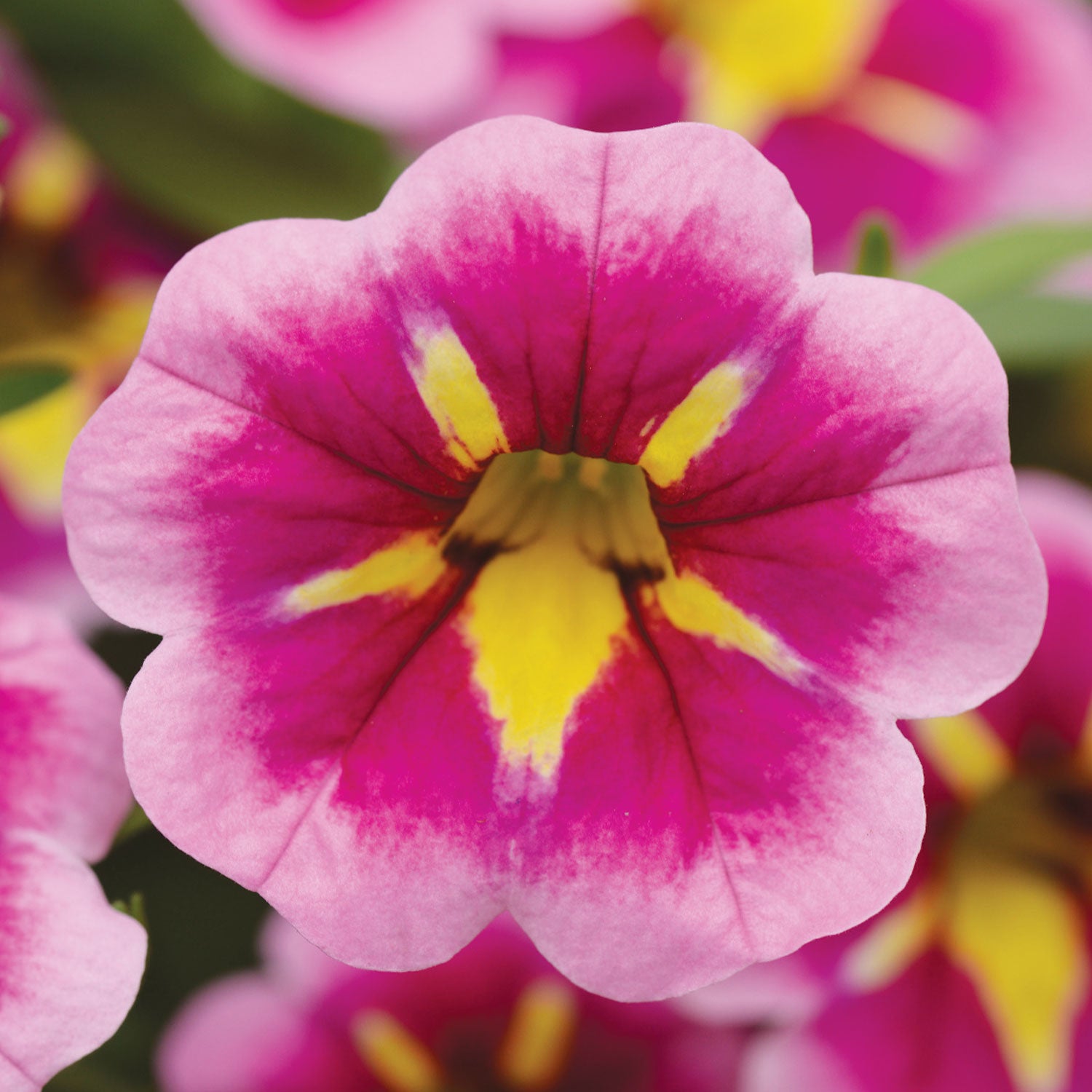 Can-Can® Bumblebee Pink Calibrachoa