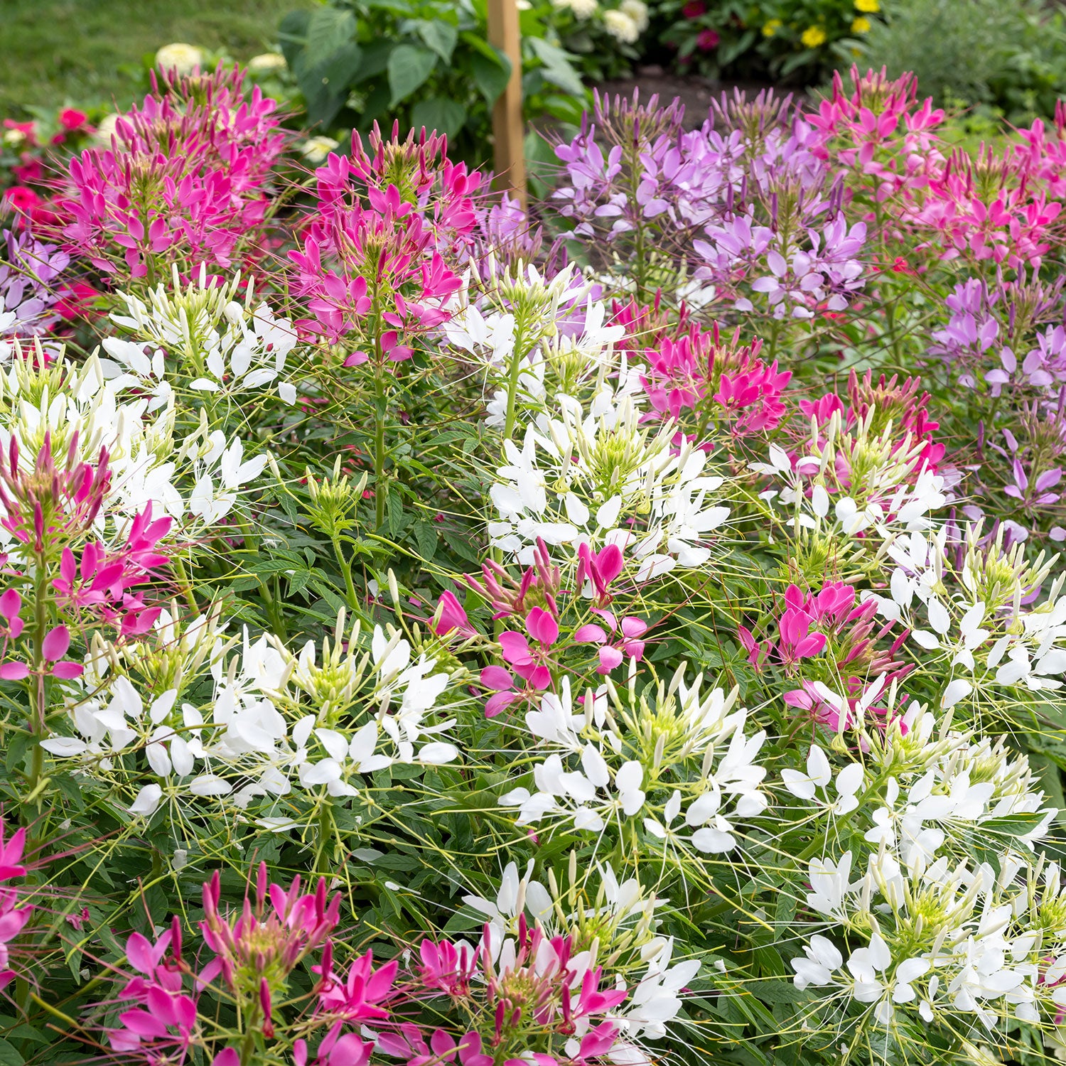 Sparkler 2.0 Mixed Colors Cleome