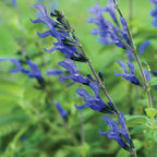 Black & Blue Salvia
