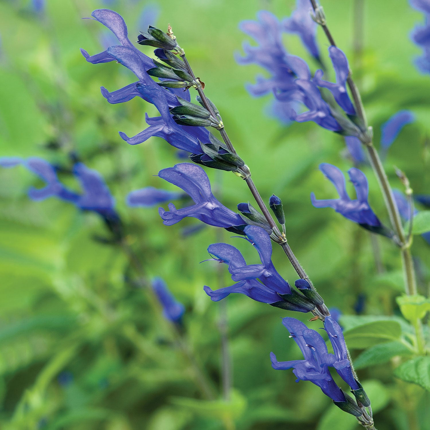 Black & Blue Salvia